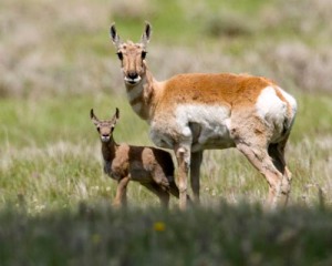 Pronghorn and calf