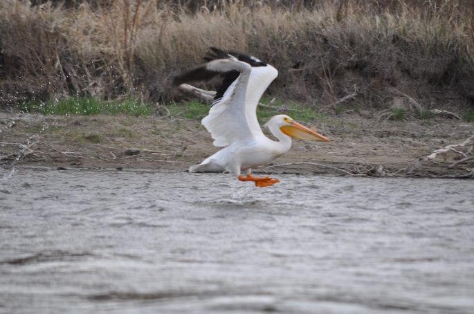 As a result, Norm got this beautiful photo of a pelican lifting off.